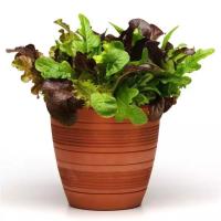  SimplySalad City Garden Mix - 3 .