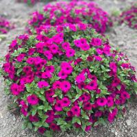   F1 Mini Stellina Violet. ! - 5 .