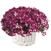   F1 Mini Stellina Bicolor Purple. ! - 5 .