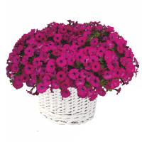   F1 Mini Stellina Violet. ! - 5 .
