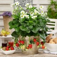 ��������� ������������ ������� F1 - 3 ��.