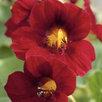  Crimson Emperor - 10 .