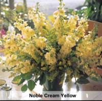    Noble Cream Yellow - 10 .