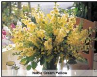    Noble Cream Yellow - 10 .