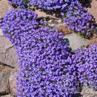  Cascade blue - 20 .