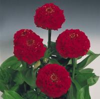   Oklahoma scarlet - 10 .