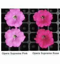   Opera Supreme F1 Pink. ! - 5 .