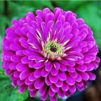   Benary's Giant Purple - 5 .