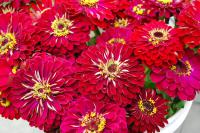  Benary's Giant Deep Red - 5 .