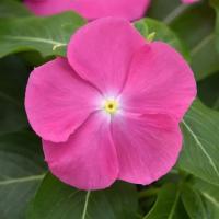   PACIFICA  XP Pink. ! - 10 .
