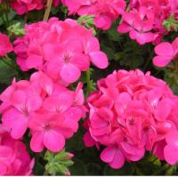   Apache Deep Rose - 3 .