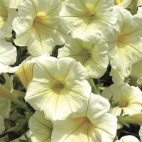   PENDOLINO Lime Cream. ! - 5 .