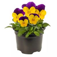    Penny Pro Yellow with Purple Wing. ! - 5 .
