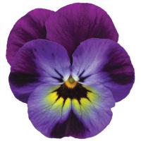   PENNY Violet Blue - 5 .