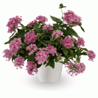   Beehive Lilac. ! - 3 .