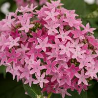   Beehive Lilac. ! - 3 .