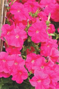    Avalanche F1 Rosa - 10 .