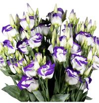  Piccolo 2 Blue Picotee - 5 .