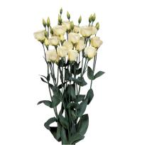  Piccolo 2 Yellow - 5 .