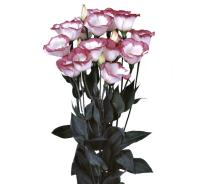  Piccolo 2 Hot Lips - 5 .