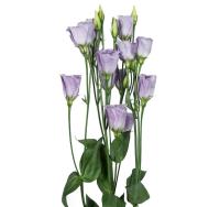  Piccolo 2 Lavender - 5 .