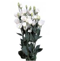  Piccolo 2 Pure White - 5 .