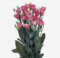  Piccolo 2 Rose Pink - 5 .