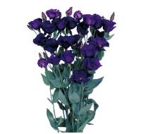  Piccolo 2 Violet - 5 .