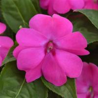  F1 Solarscape XL Pink Jewel. ! - 3 .