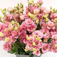  Alissa F1 2 Pink III - 5 .