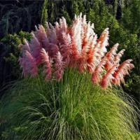  ( ) Plume pink - 20 .