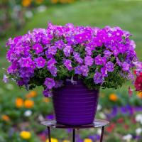    FlashForward F1 lavender - 5 .