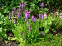 1500 Primula vialii - 5 .