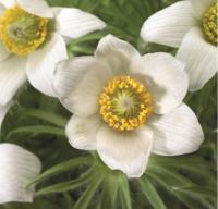  Pinwheel White - 10 .
