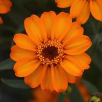  Star Orange - 10 .
