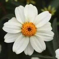  Star White - 10 .