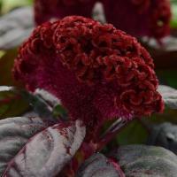   Concertina red dark leaf - 3 .