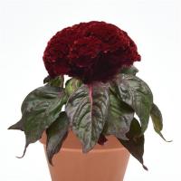 Целозия гребенчатая Concertina red dark leaf - 3 шт.
