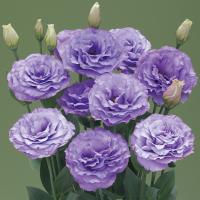   ARENA F1 III Lavender. ! - 5 .