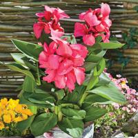   Cannova F1 Rose DB. ! - 3 .