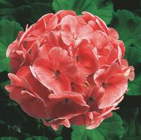   RINGO 2000 F1 Salmon - 3 .