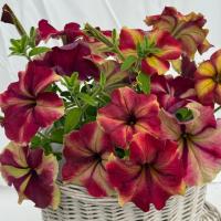   ROMANTICA F1 Burgundy Yellow Picotee. ! - 5 .