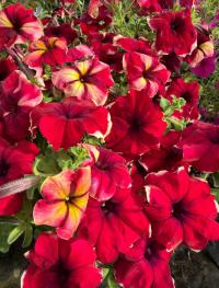   ROMANTICA F1 Burgundy Yellow Picotee. ! - 5 .