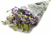   Rosita 2 Blue Picotee - 5 .