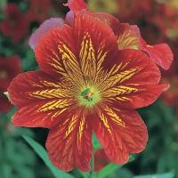  Royale F1 Red Bicolour - 5 .