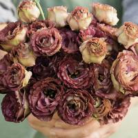  Rosanne 3 Brown F1 - 5 .