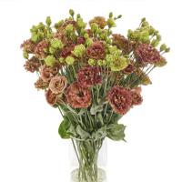  Rosanne 2 Terracotta F1 - 5 .