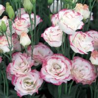 ������� ��������������� Rosita 3 Pink Picotee - 5 ��.