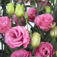   Rosita 4 Rose Pink - 5 .