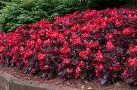  BIG DeLuXXe Rose Bronze Leaf - 3 .